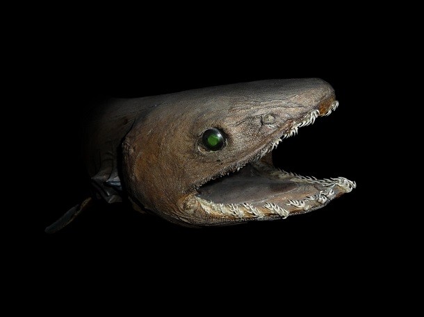 frilled shark - Chlamydoselachus_anguineus_head