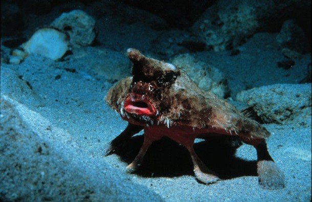 red lipped batfish - Ogcocephalus_parvus