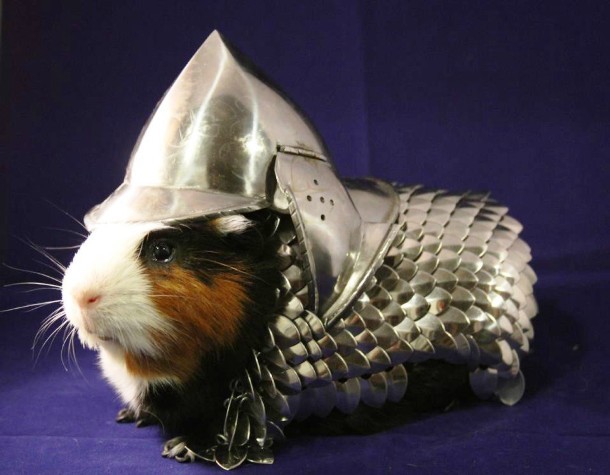 Guinea pig armor