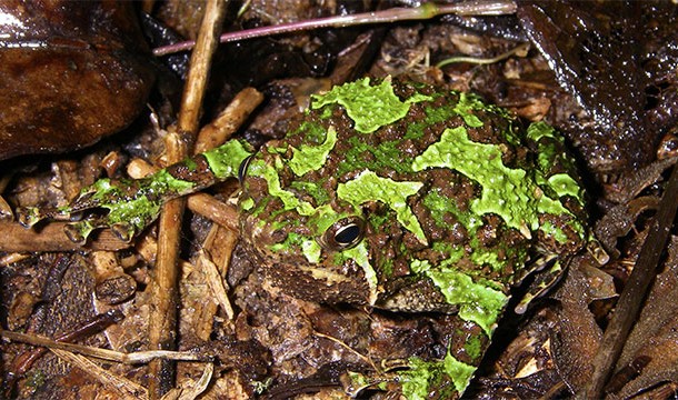 Scaphiophryne spinosa