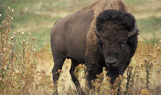 When a Plains man killed his first buffalo he was always offered the best part, the tongue. He was expected to decline though, and share it with his friends.
