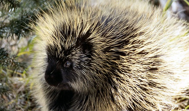 Native Americans used porcupine hair to make brushes