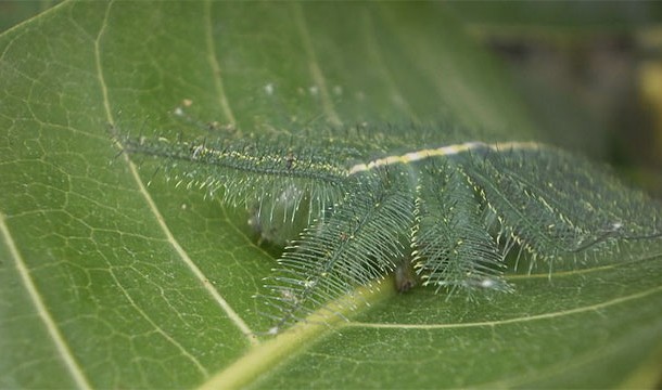 Common Baron Caterpillar