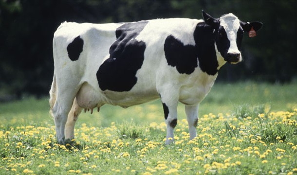 What do you call a cow with no legs?