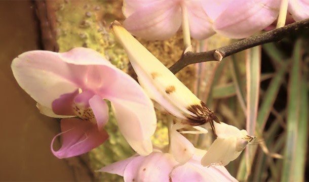 Flower Mantis camouflaging