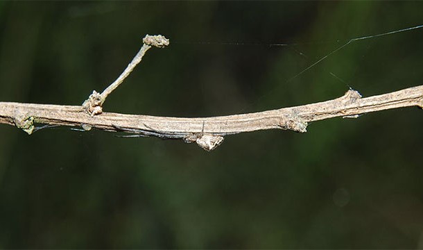 Camouflaged Blunt Stretch Spider