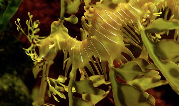 Camouflaged Leafy Sea Dragon
