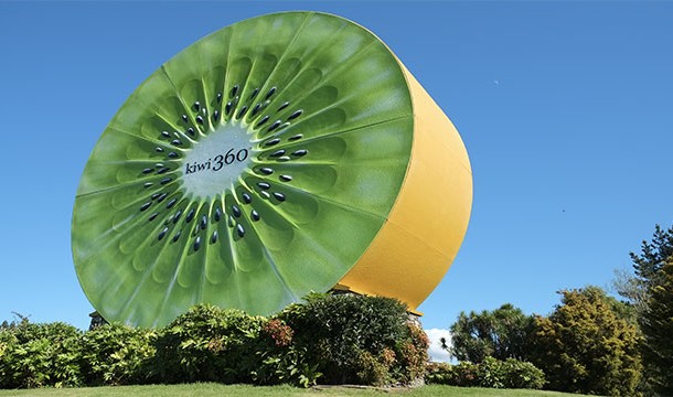 The World's Largest Kiwi Fruit (New Zealand)