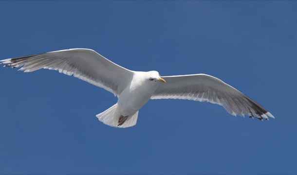 What do you call a seagull that flies over the bay?