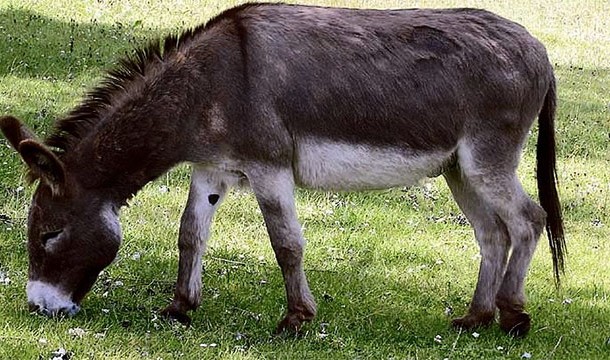 Pliney asserted that kissing a donkey would cure the common cold. Many people used to believe him.