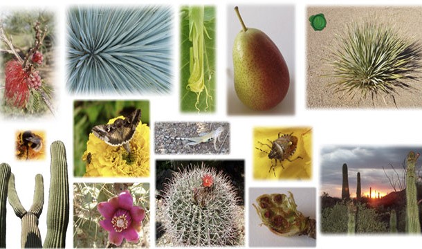 plant species