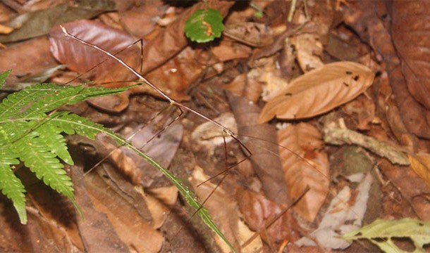 Camouflaged Stick Insect