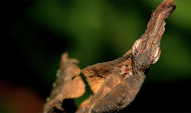 Camouflaged Ghost Mantis
