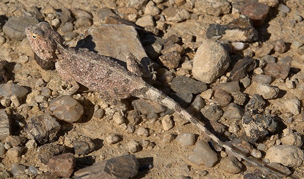 Camouflaged Agama Lizard