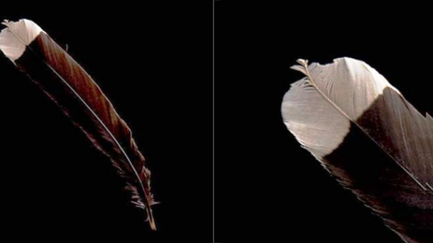 Extinct Huia Bird feather