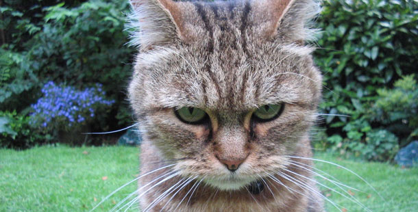 25 Funny Gifs Of Brave Cats That Fear Nothing