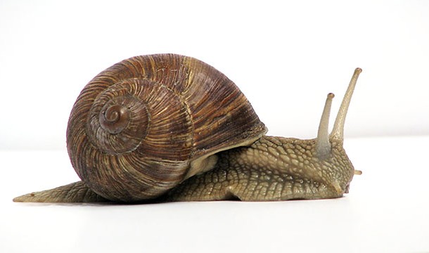 A snail has more than 25,000 teeth