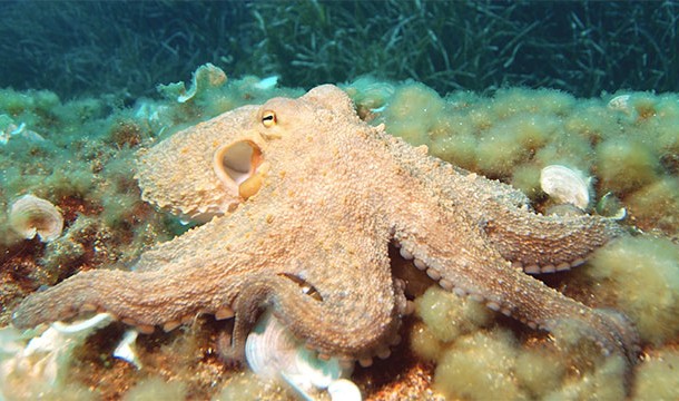 In Korea octopuses are eaten alive