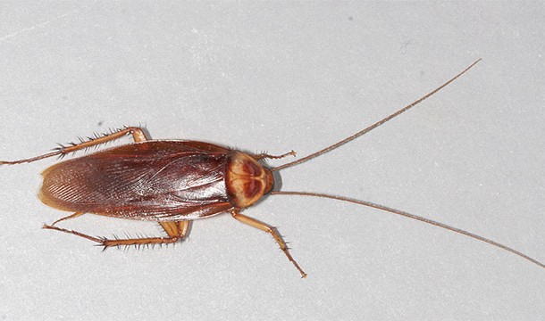 Cockroaches can live for weeks without their heads. They eventually die of starvation.
