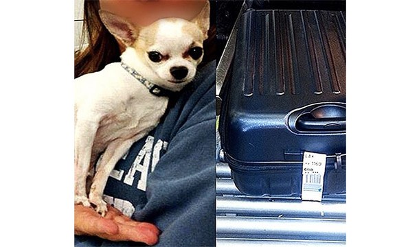 This chihuahua that was found at New York’s La Guardia Airport. It had climbed into his owners suitcase while she was packing for her trip without her knowing.