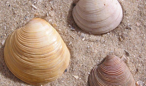 Prehistoric men cut their beards using shells