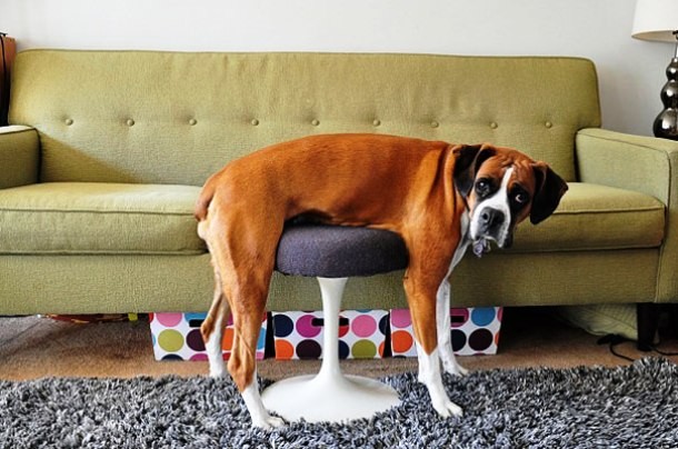 Dogs and cats losing the battle against human furniture