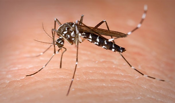 Mosquitos prefer people with blood type "O"