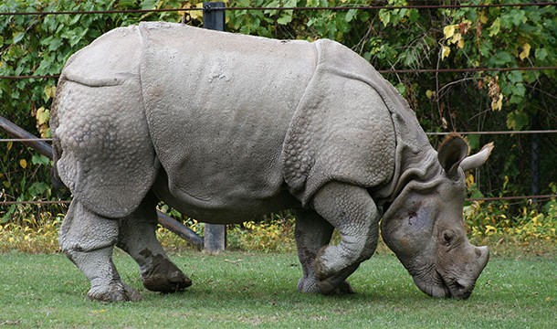 There is no chemical difference between hair, fingernails, and rhino horns (all are made of keratin)
