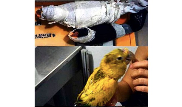 These two birds that were found wrapped in socks and taped to a woman's chest at Los Angeles International Airport (she was arrested for smuggling)