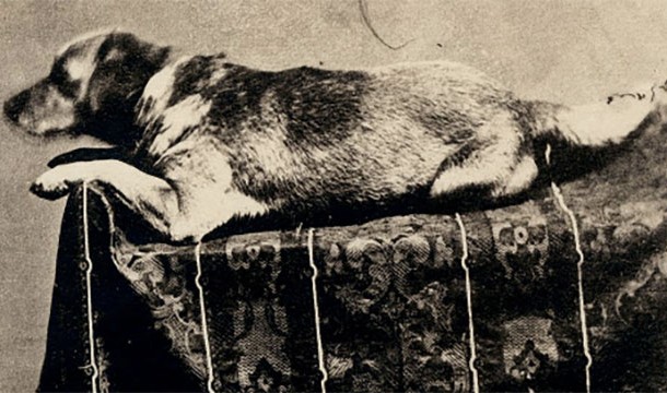Fido, Lincoln's dog, was also "assassinated" (he was stabbed to death by a drunk man 1 year following Lincoln's death)