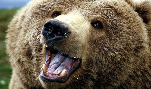 a bear with its mouth open