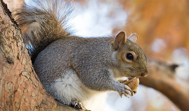 In 2007, Iran arrested 14 squirrels for spying