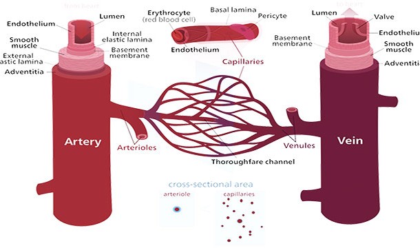 Your body has over 160,000 km (100,000 miles) of blood vessels