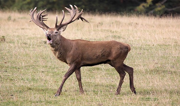 Scientists have noticed that deer in the Czech Republic refuse to cross into Germany