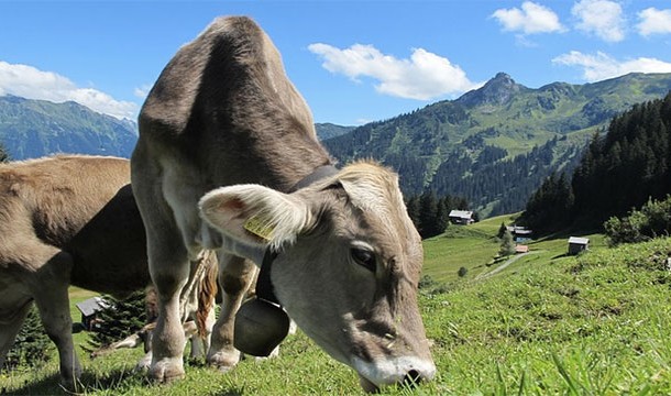 Cows produce more milk when listening to relaxing music