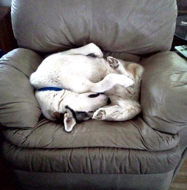 Dogs and cats losing the battle against human furniture