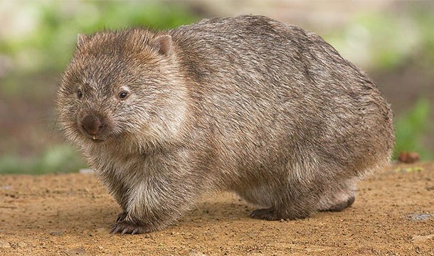 Wombats have cubed pieces of poop
