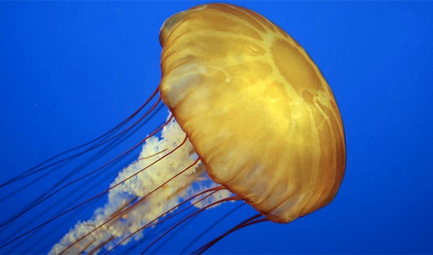 Jellyfish only have one orifice so they poop through their mouth