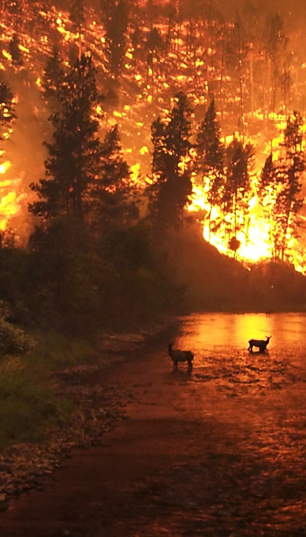 Deer in river during wildfire
