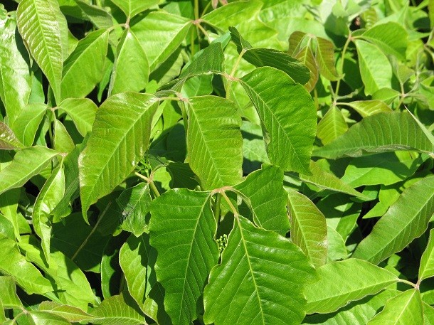 Toxicodendron_radicans,_leaves - poison ivy