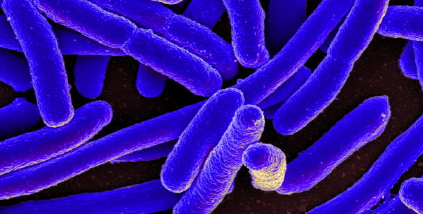 25 bacteria facts that might make you feel dirty