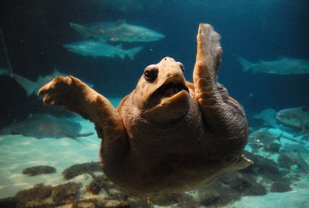 turtle shocked under water