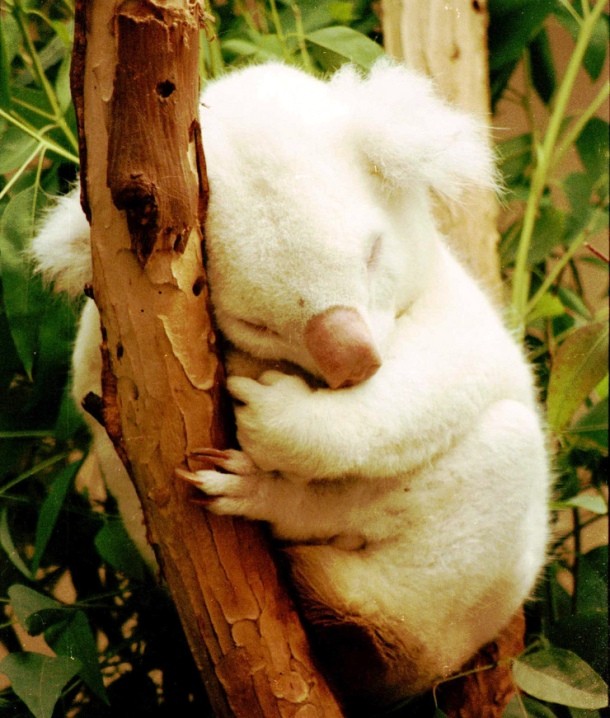 albino koala