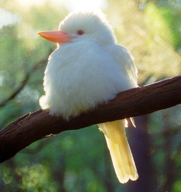 albino kookaburra