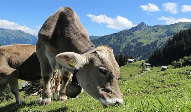 Denmark taxes cow farts. Well, it actually taxes cows...for every cow a farmer has to pay $110. This is meant to curb greenhouse gas emissions due to cow flatulence.