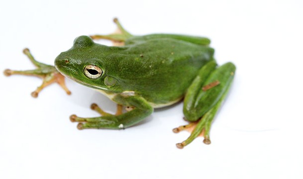 Can magnets levitate a frog?