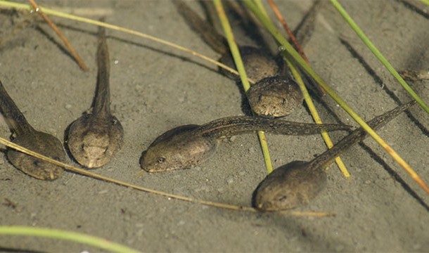 What species of Costa Rican tadpole tastes the best?