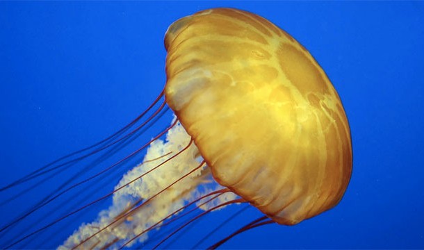 Jellyfish are 99% water and don't have a brain