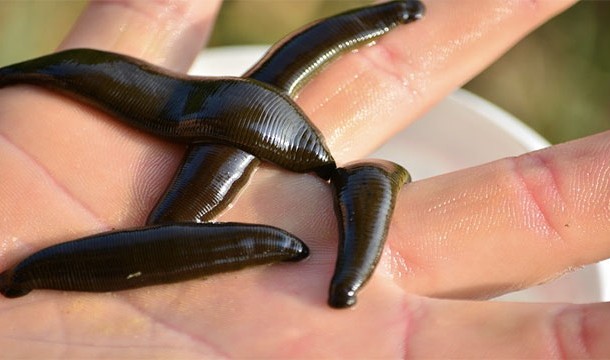 How does ale, garlic, and soured cream affect the appetite of leeches?