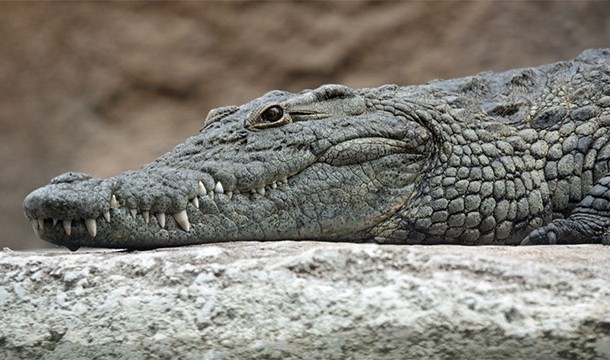 Nile crocodiles can go up to two years without eating